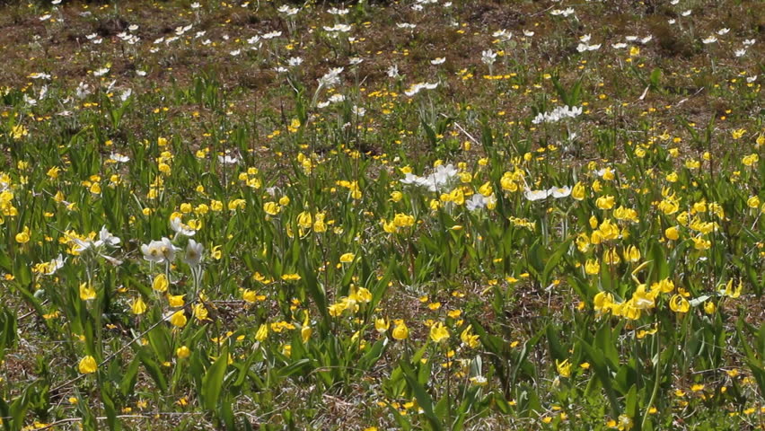 Medium close shot of beautiful spring Glacier Lilies in an alpine meadow in the