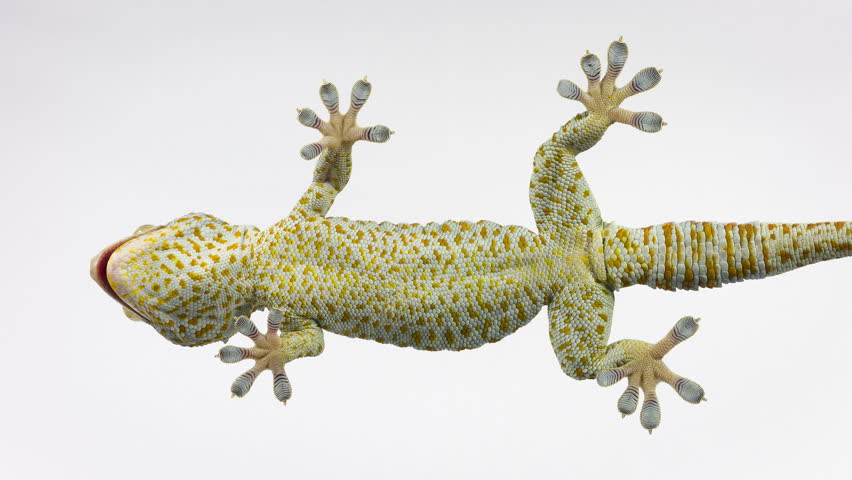gecko sitting isolated on clear glass Stock Footage Video (100% Royalty ...