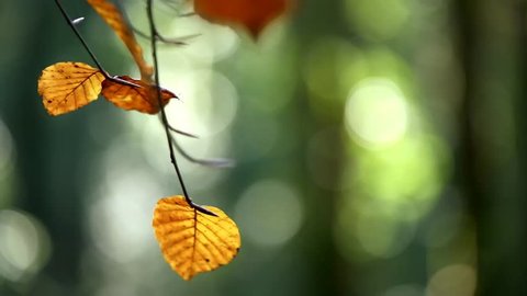 Cinemagraph Loop -Leaves moving blurred background - motion photo