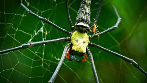 Extreme closeup of a mating pair of Golden Silk Orb Weaver spiders. with their bright colors. in the wild. Video 1920x1080