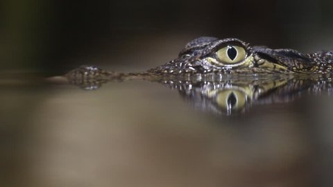 Small crocodile swims in the water