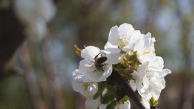 Bee Gathering Pollen from Sour Cherry Blossoms