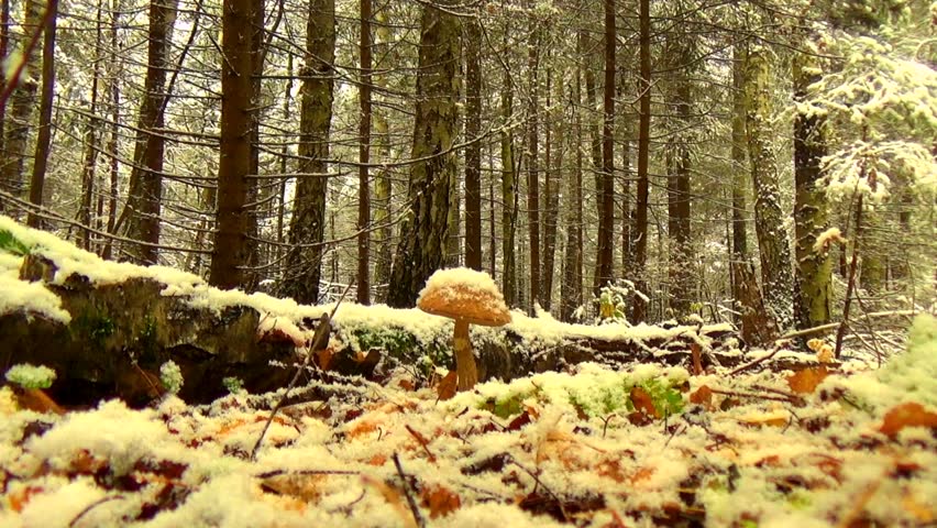 Boletus under the snow.