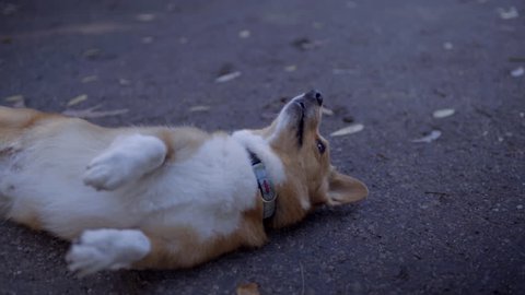 Dog Plays Dead For Owner, Then Gets Up, Fun Dog Trick 