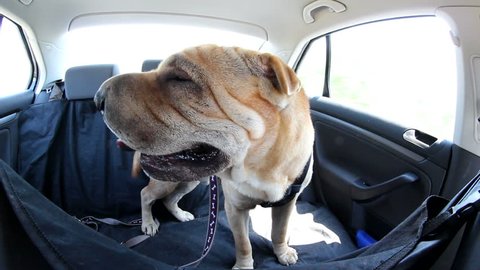 sharpei traveling by car