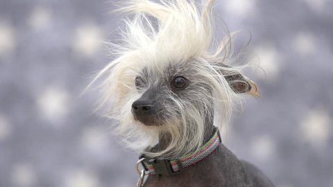 Chinese crested hairless dog with hair blowing in the wind in slow motion