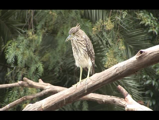bird in the bush