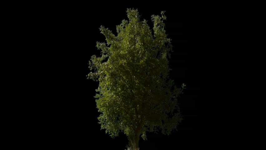 Isolate tree 