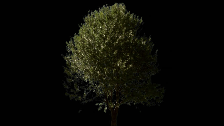 Isolate tree 