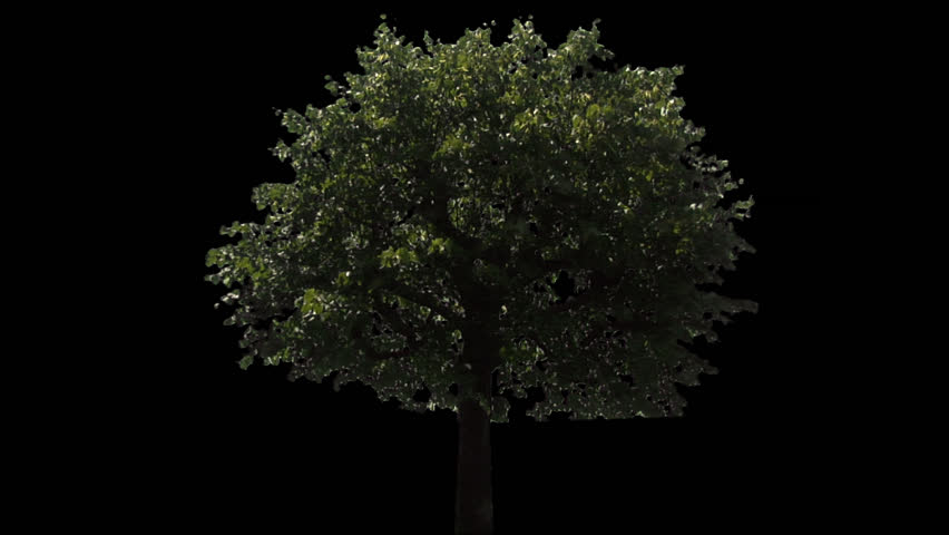 Isolate tree  