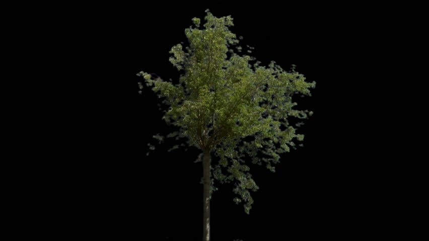Isolate tree  