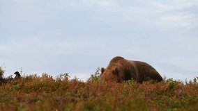 male brown bear eating berries in the autumn