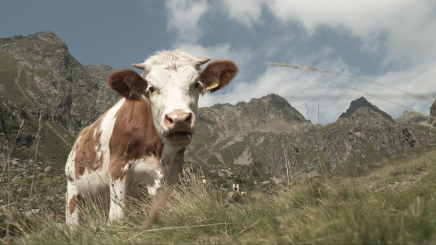 Cow sleeping image - Free stock photo - Public Domain photo - CC0 Images