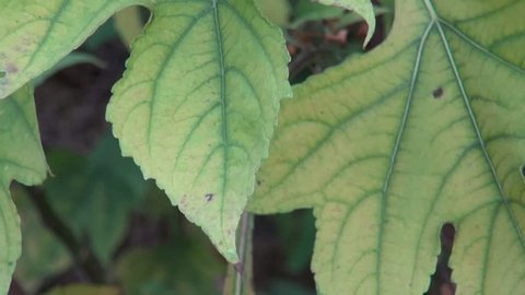 Tithonia diversifolia leaf