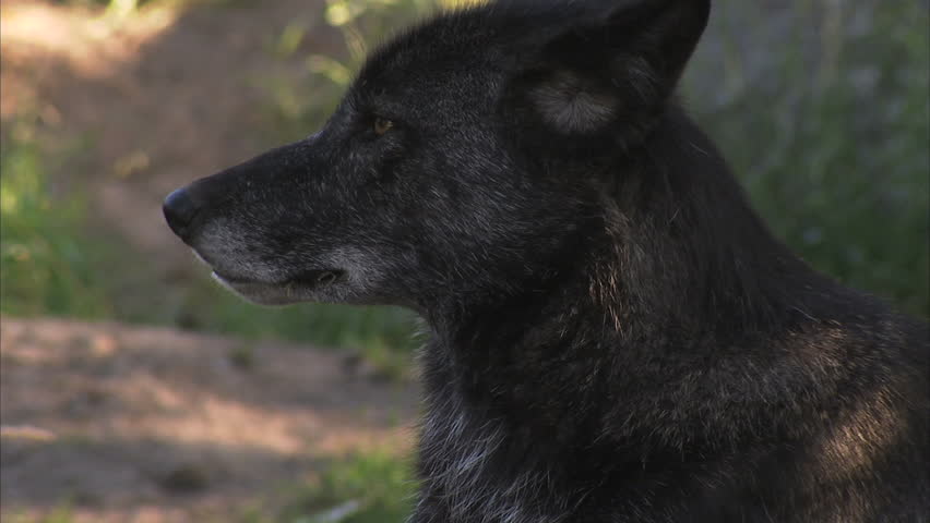 Black Timber Wolf Close Up