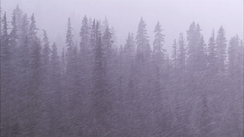 Snow storm in the forest