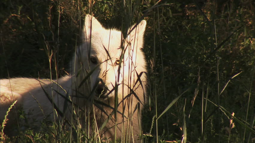White Timber Wolf looking through the grass
