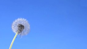  Dandelion seeds being blown in the wind 