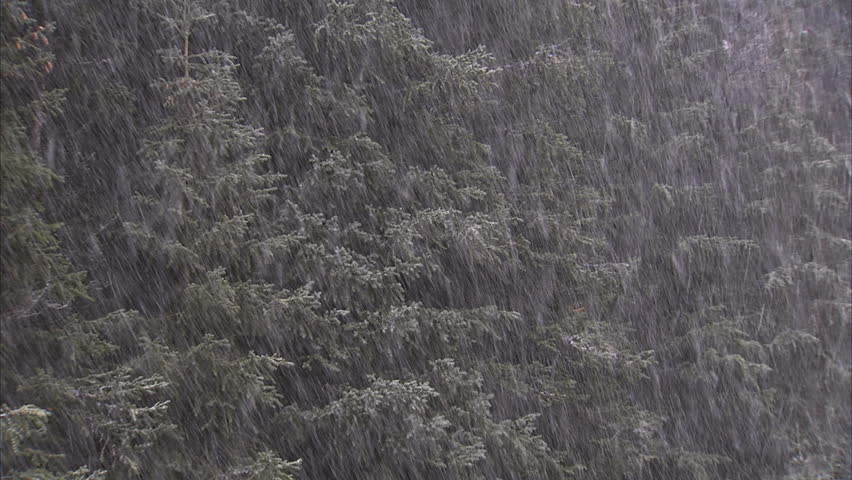 Snowing on spruce trees