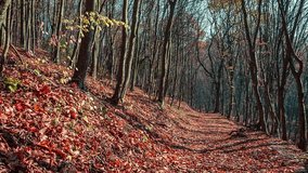 Colorful autumn landscape in the mountain forest. HD video (High Definition). Exported from RAW file.
