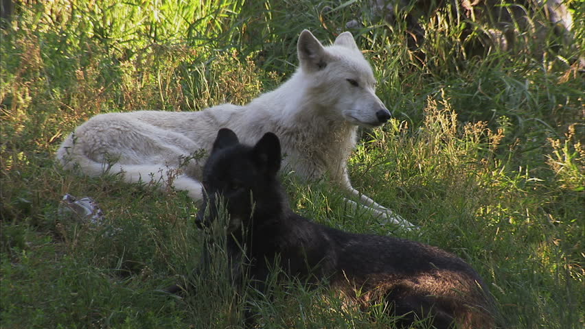 Black and White Timber Wolves