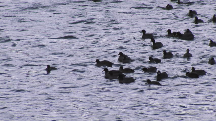 Migrating Coots on mountain lake 
