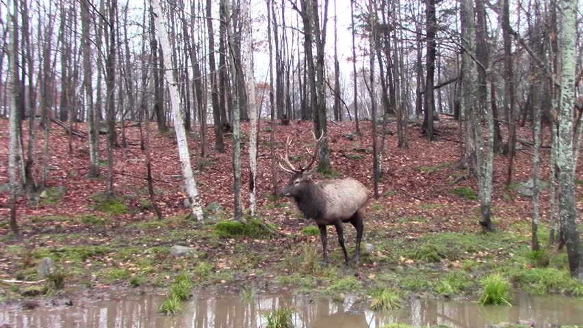 Large elk in the woods