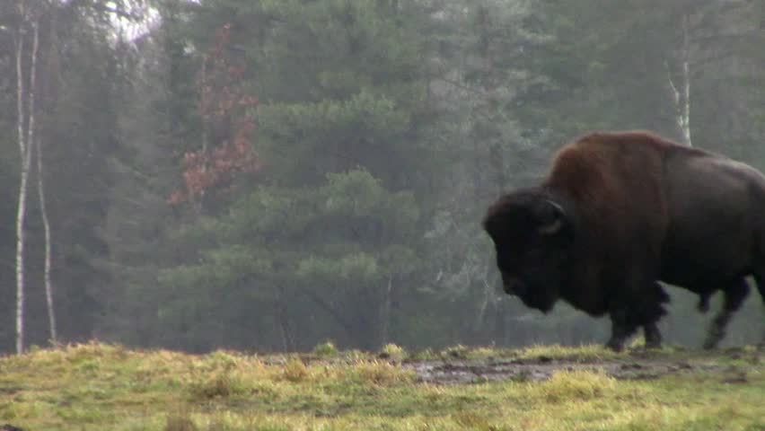 American Field Buffalo grazing
