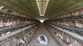Chicken Egg Laying Factory Farm in perspective view