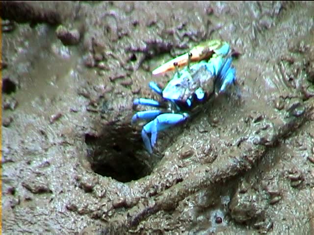Fiddler crab in a Thai mangrove forest