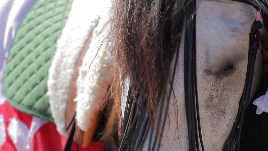 Close up on white horse head