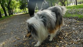 Rough Collie walking in a beautiful park in slow motion, Rough Collie In Slow Motion, Slow Motion Video Clip