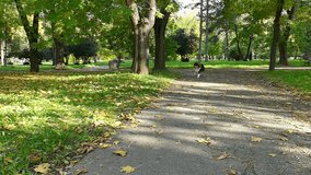 Rough Collie walking in a beautiful park in slow motion, Rough Collie In Slow Motion, Slow Motion Video Clip