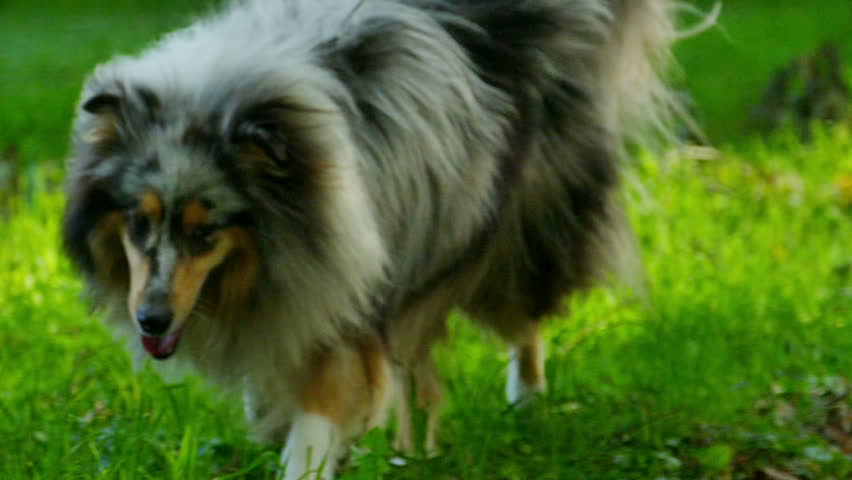 rough collie matted coat