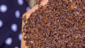 In this video, we can see bees on the vector in the apiary house. Close-up shot. A man who is a beekeeper is holding the vector in his hands.