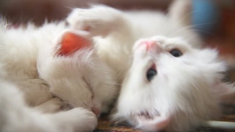white two kitten play sleep bite each other.  cute white kittens lie on the carpet. fluffy kitten play. concert little cat. kitten pulls its paw into the camera