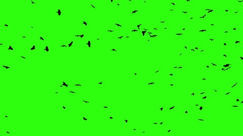 Chroma key birds crow flok in skyes alpha channel