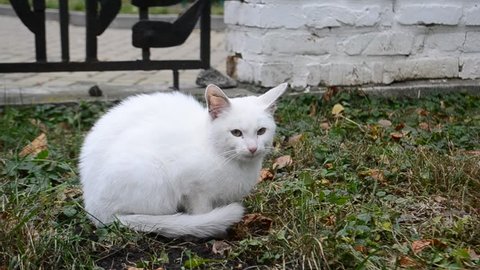 White sad stray cat without collar outdoors sits on the ground, looks into camera and walks to camera after being called 