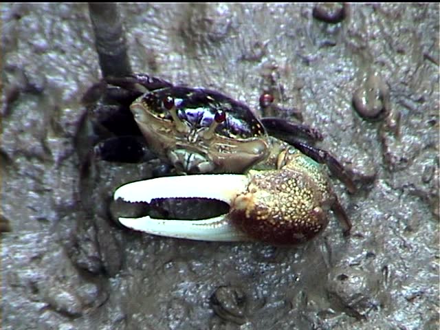 Fiddler crab in a Thai mangrove