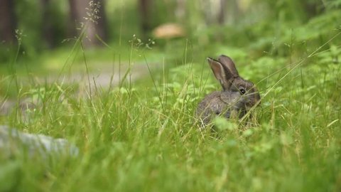 Young rabbit eating grass in the forest. The smooth movement of the camera in the side.