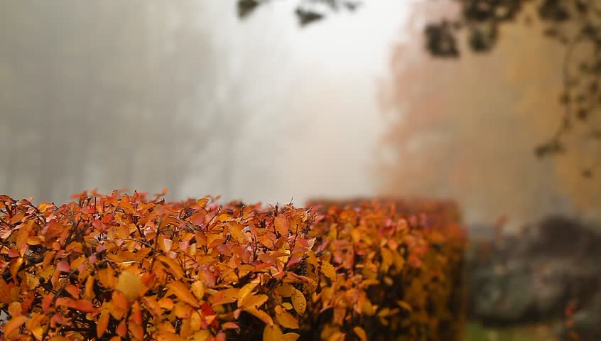 Video fog autumn yellow leaves in the forest trees and bushes. Stones boulders in the park