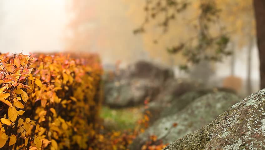 Video fog autumn yellow leaves in the forest trees and bushes. Stones boulders in the park