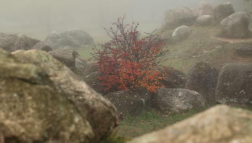 Video bush autumn red leaves among the rocks in the mountains