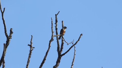 Black Thigh-ed Falconet Bird perching on a high branch