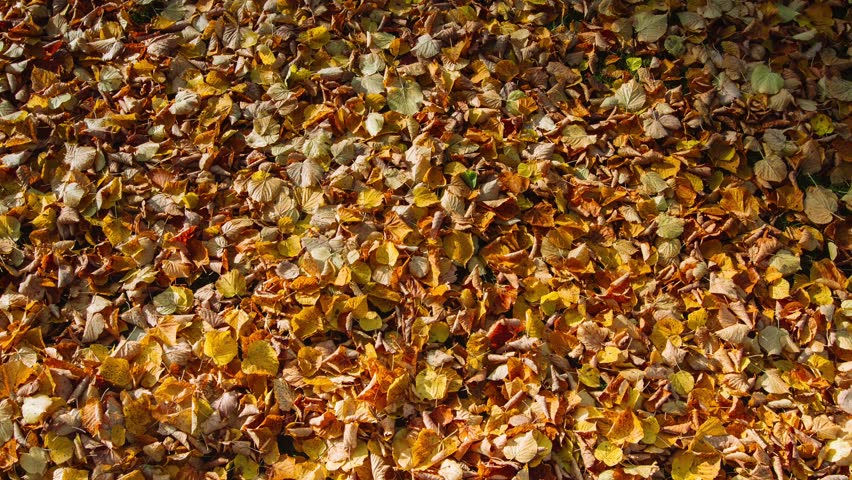 Autumn fallen leaves which blow away by strong winds. Originally shot on 4K raw, using the Blackmagic Produktion Camera.