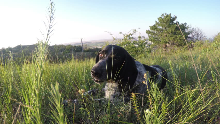 Spotted dog looks at you