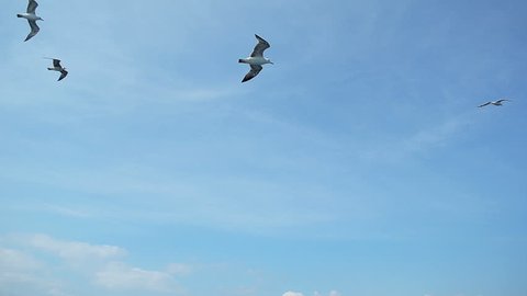 Flying Seagulls In Slow Motion