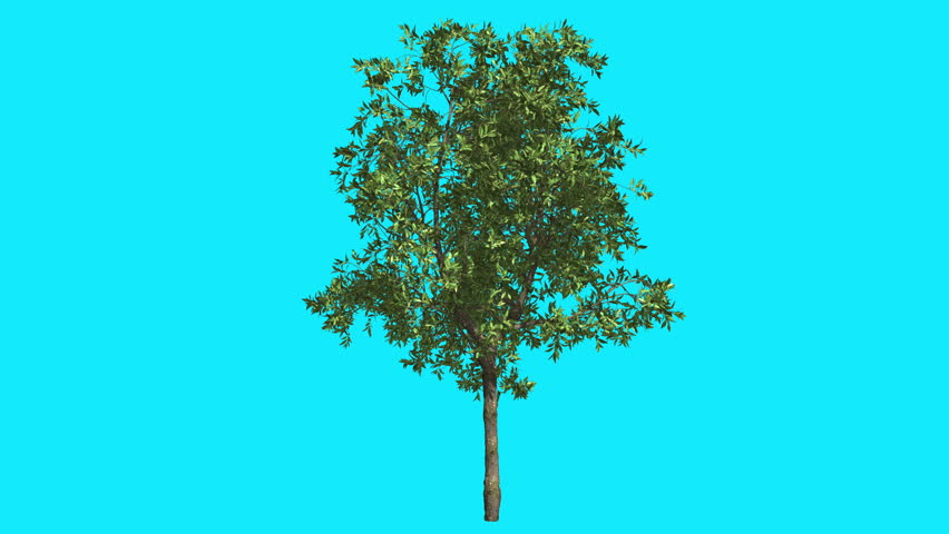 Orange Thin Tree on Chroma Key Blue Screen Branches are Swaying at the Wind,Green Crown of Fluttering Leaves in summer, Sun Shines in Sunny Day, Computer Generated Animation made in Studio Royalty-Free Stock Footage #12604457