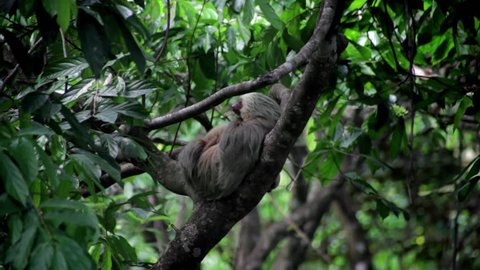 In the middle of a Costa Rican jungle, a sleepy Sloth and her baby are cuddling in a tree.