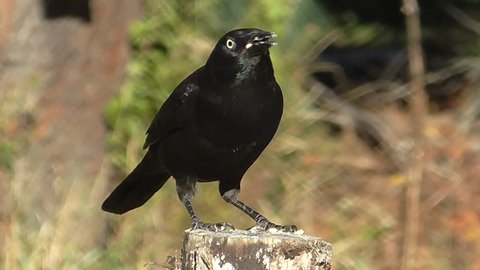 Common Grackle (quiscalus quiscula) eating on a stump